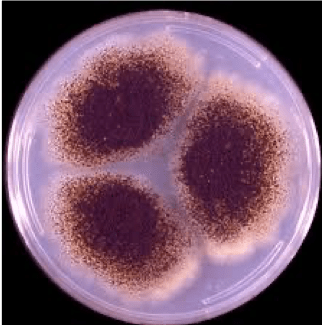 /var/folders/vz/7hcpg2lj35gbwjc69ykmcml40000gp/T/com.microsoft.Word/Content.MSO/BAE553C9.tmp